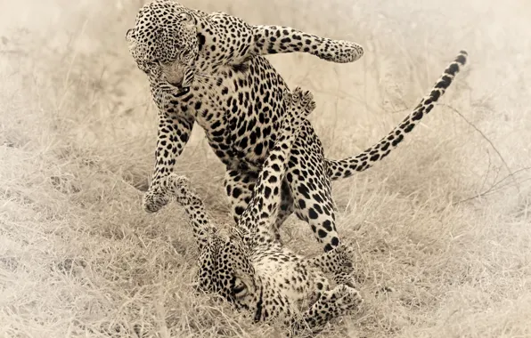 Animals, cats, the game, Cheetah, cheetahs