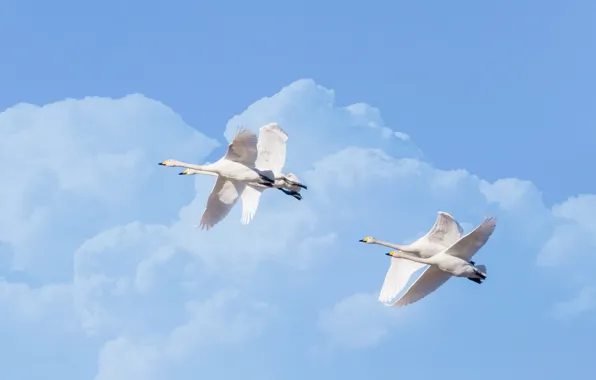 The sky, clouds, flight, geese, pair, Quartet