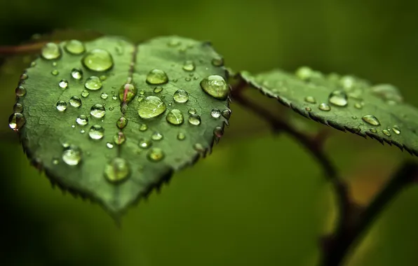 Greens, leaves, water, drops, macro, Rosa
