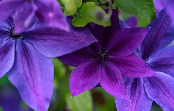 Purple, macro, clematis, clematis