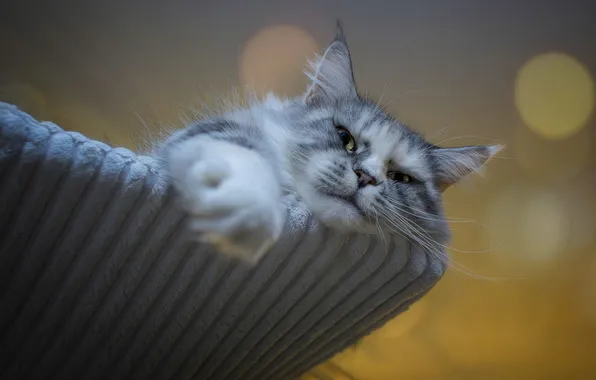 Cat, cat, look, pose, grey, portrait, lies, face