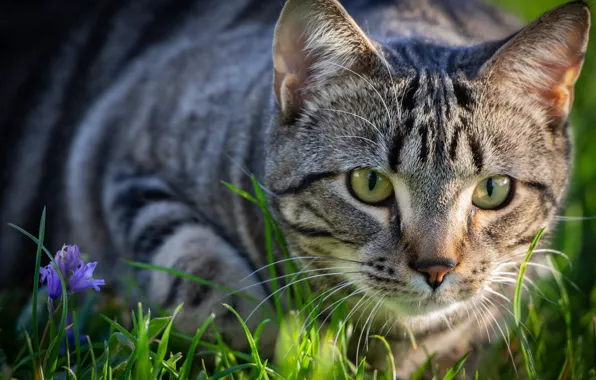 Picture cat, flower, grass, cat, look, muzzle