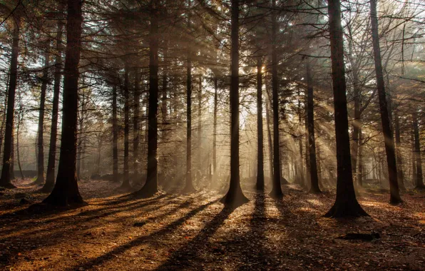 Picture autumn, forest, the sun, rays, shadows