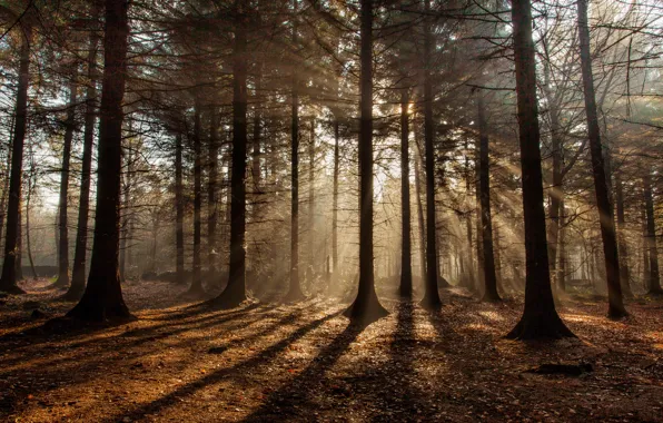 Autumn, forest, the sun, rays, shadows