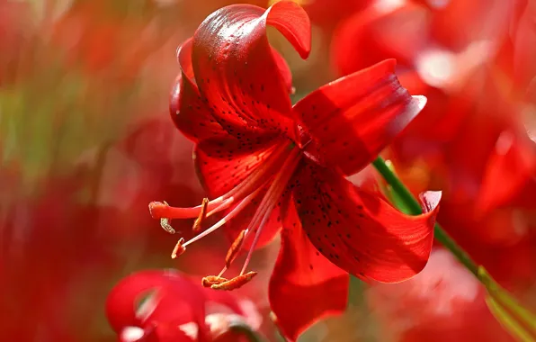 Picture light, flowers, red, Lily