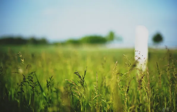 Macro, green, background, widescreen, Wallpaper, vegetation, plant, blur