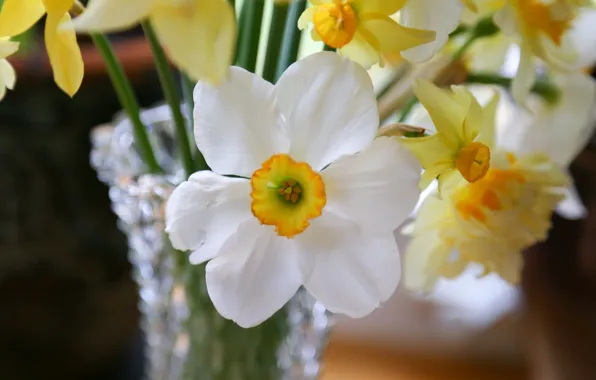 Macro, bouquet, petals, daffodils