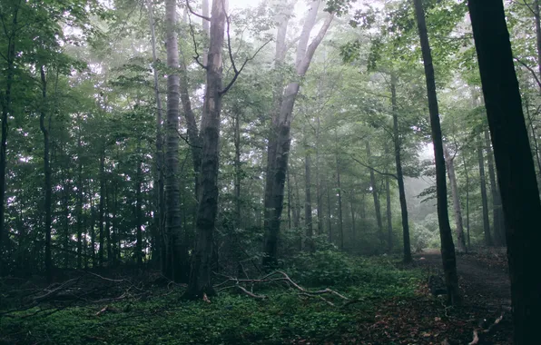 Picture forest, trees, nature, path