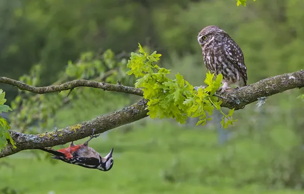 Birds, tree, owl, branch, woodpecker, the little owl