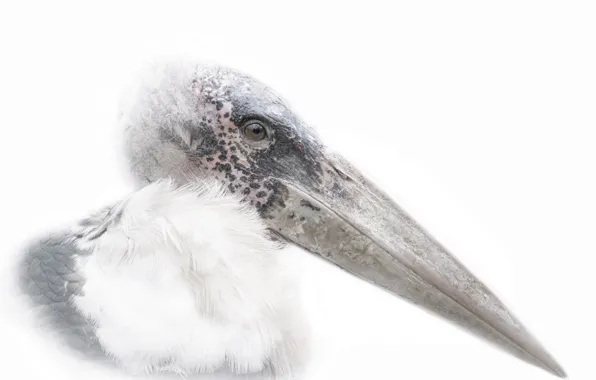 Nature, background, bird