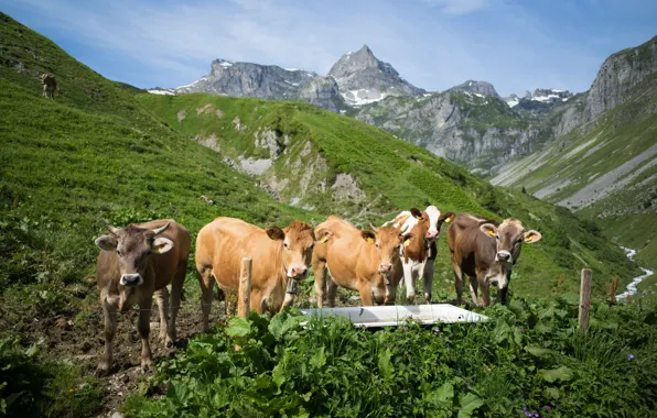 Picture mountains, Switzerland, cows, Alps