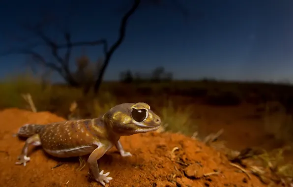 Picture nature, lizard, Smooth knob-tailed gecko, Nephrurus levis