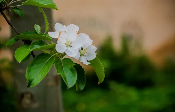 Tree, spring, blooms, Apple, flowering