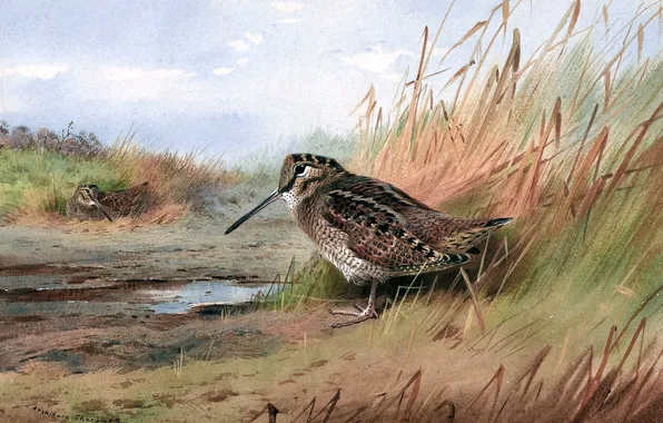 Grass, Bird, Picture, Archibald Thorburn, Archibald Thorburn,, Scottish painter, Woodcock