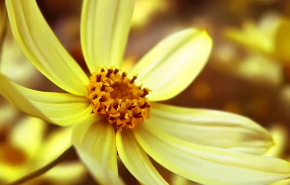 Picture flower, macro, petals, flowering