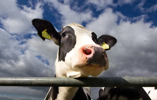 Face, background, cows