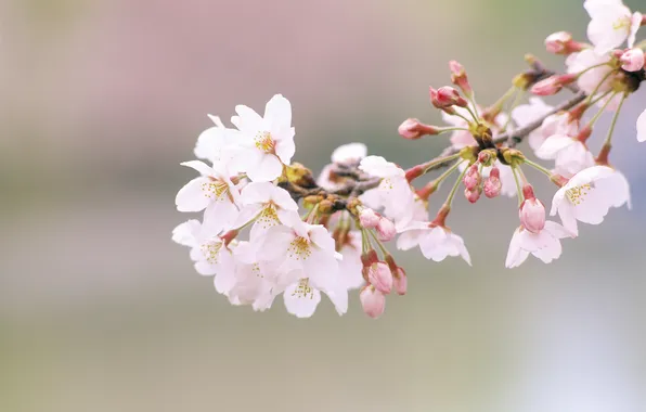Picture flowers, nature, cherry, branch, spring, petals, Sakura, buds