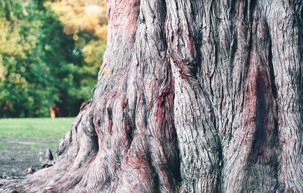 Wood, tree, bark