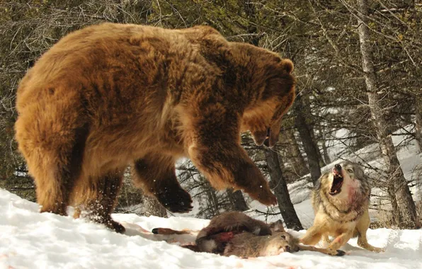 Bear, animal, batle, bear vs wolf, wold