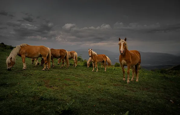 Field, the sky, clouds, overcast, hills, horses, the evening, slope