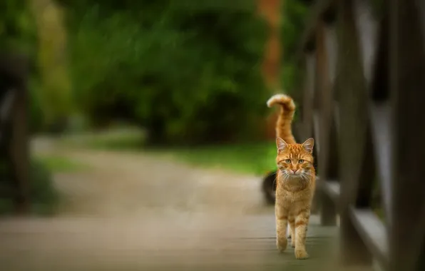 Cat, cat, bridge, Park, the fence, treatment, red, walk