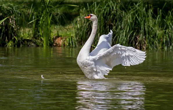 Water, nature, bird, wing, Swan