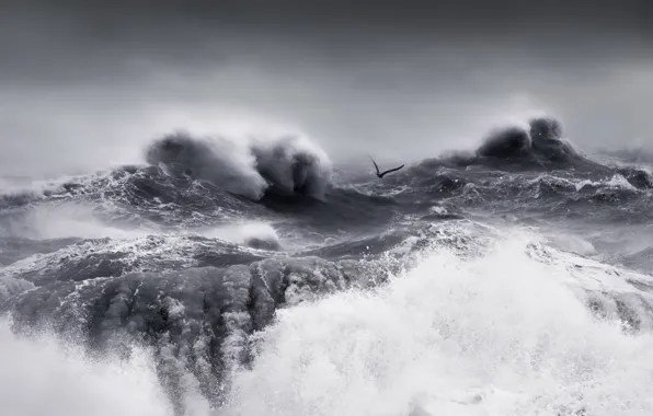 Storm, nature, sea, wave, bird