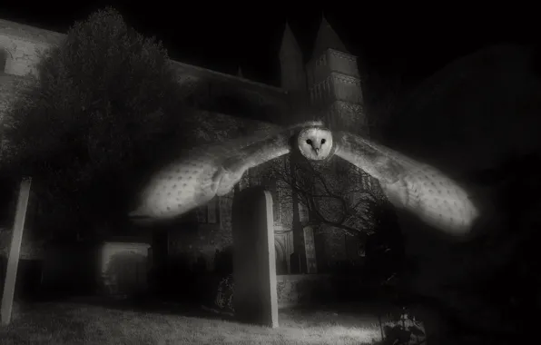 Flight, night, rendering, castle, owl, art, tombstones, black and white