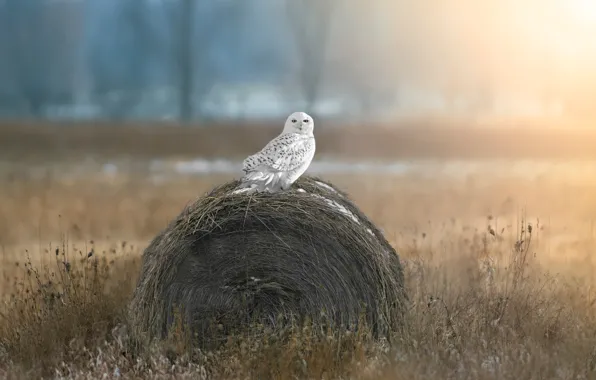 Field, the sky, owl, bird, hay, bale, white, polar
