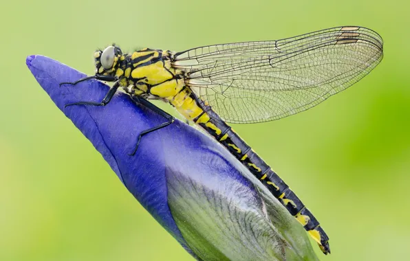 Picture flower, plant, wings, dragonfly, insect