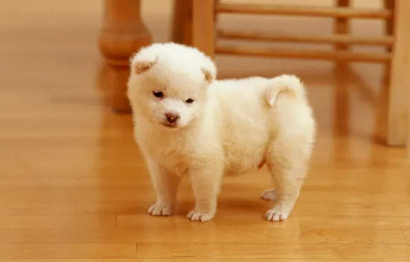 Face, dog, puppy, white, puppy, dog, cute