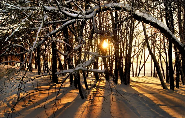 Winter, the sun, snow, trees, nature