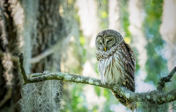 Picture light, branches, nature, pose, background, owl, bird, sleep