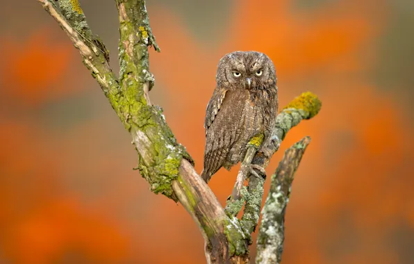 Background, owl, branch, owl