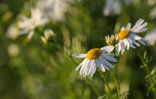 Flowers, chamomile, white, field, bokeh