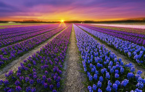 Field, sunset, flowers, spring, plantation