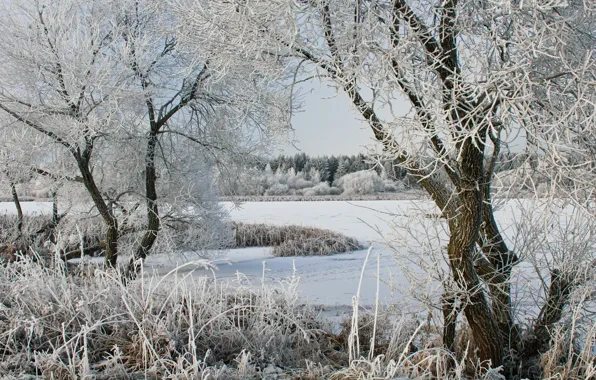 Winter, trees, lake, frost