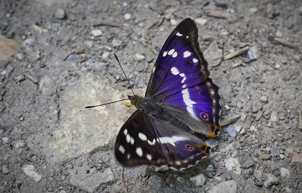 Macro, butterfly, wings, beautiful, stones, closeup