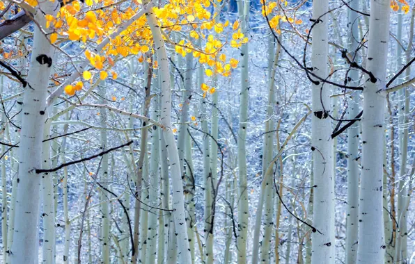 Picture autumn, trees, birch