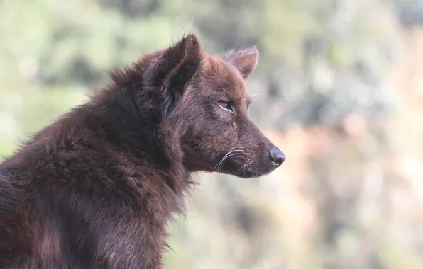 Nature, dog, predator, animal, wolf, wildlife, portrait, portrait.