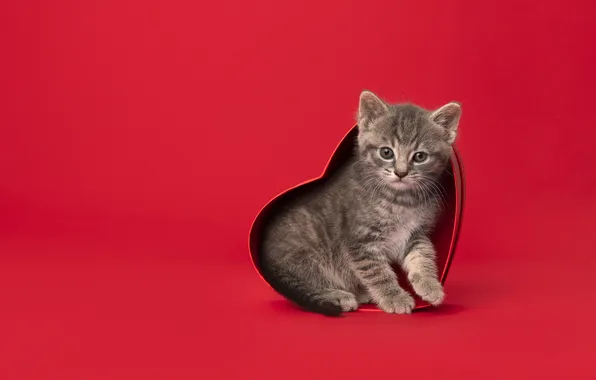 Cat, look, love, pose, grey, heart, face, heart