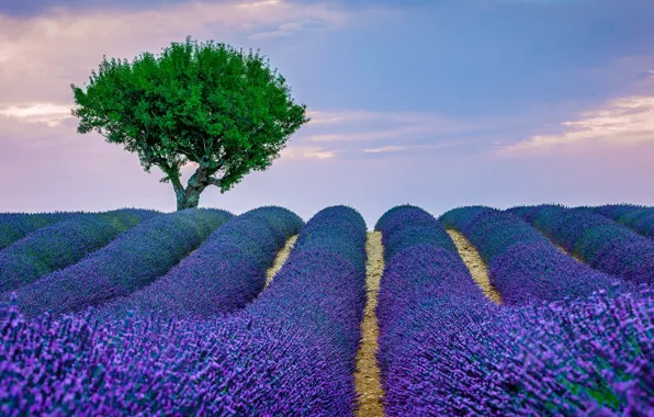 Flowers, tree, France, panorama, lavender, Provence, lavender field