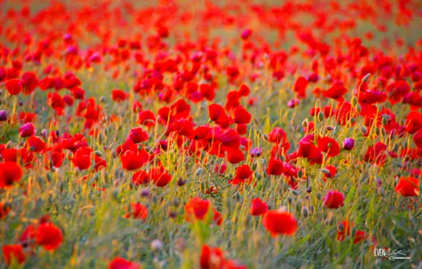Greens, field, background, Maki