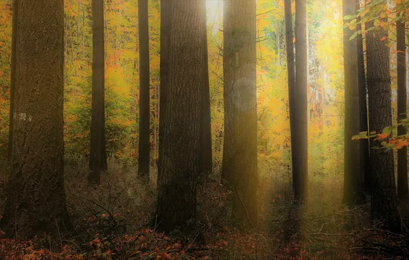 Autumn, forest, light, trees, branches, nature, fog, trunks