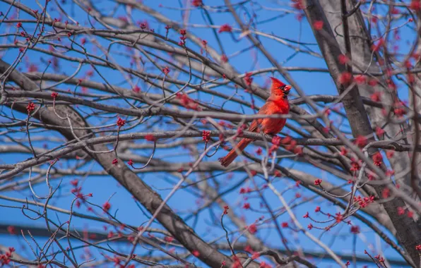 Branches, berries, blue, tree, bird, fruit, red, bokeh