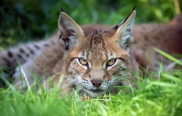 Picture grass, look, face, nature, background, portrait, lies, lynx