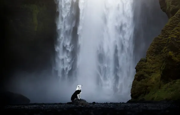 Dogs, look, landscape, nature, pose, waterfall, dog, a couple