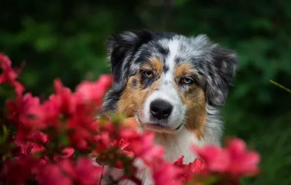 Look, face, flowers, portrait, dog, pink, Aussie