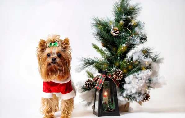 Look, holiday, dog, Christmas, costume, lantern, white background, New year