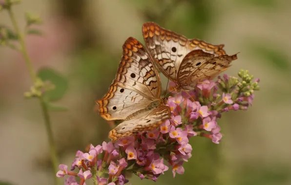 Picture flower, macro, butterfly, White Peacock Butterfly